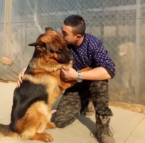 德牧幼犬买回来不吃东西怎么办
