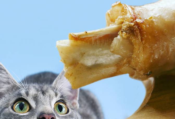 猫不能吃和能吃的东西吗