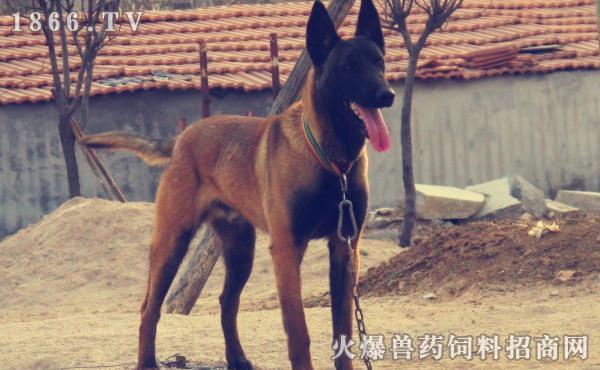 马犬分娩需要注意什么东西