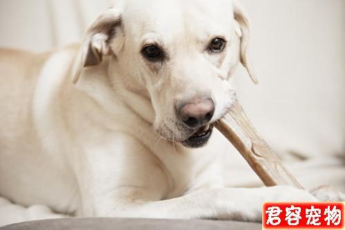 狗爱咬东西的原因
