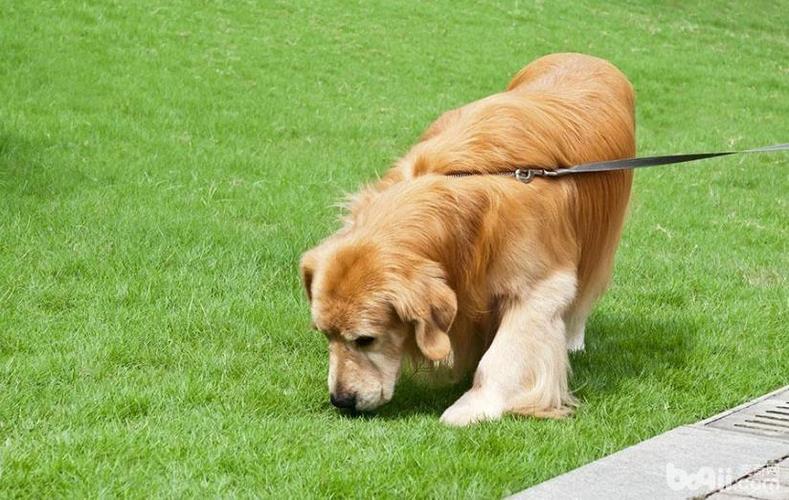 怎么训练狗狗不乱吃东西