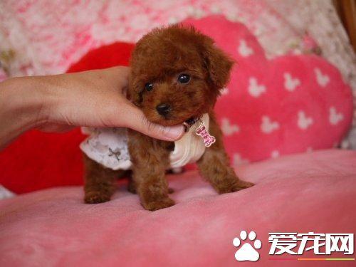 泰迪10到12个月吃什么东西怎么办