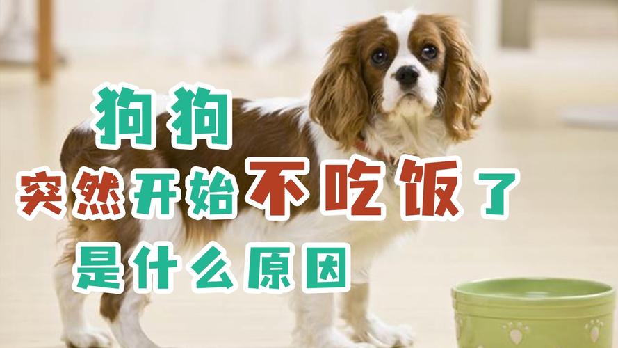 狗狗为什么突然不喜欢吃东西