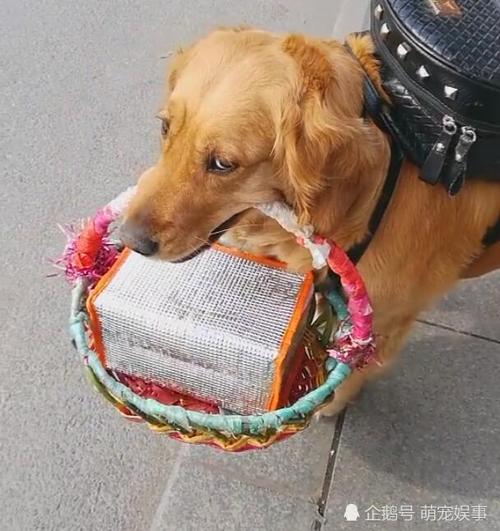 怎么训练狗提东西