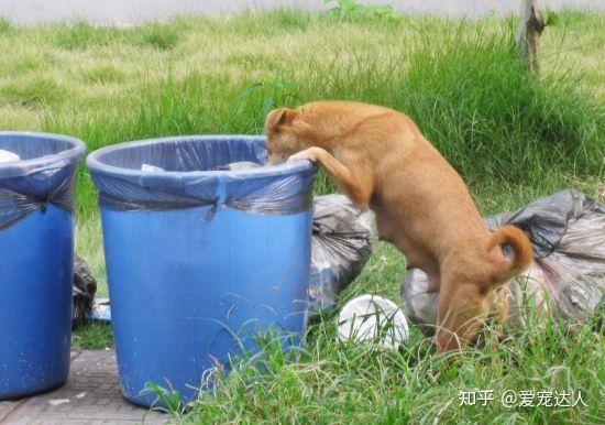 如何让狗狗捡东西