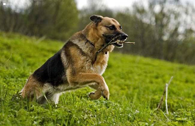 德牧幼犬生病不吃东西怎么办