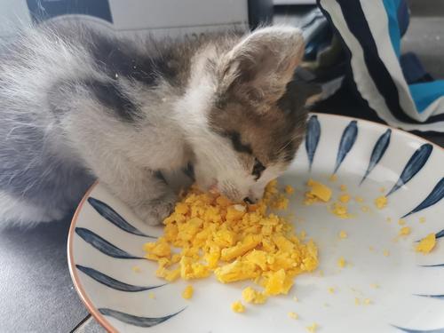 怎么防止猫咪乱吃东西