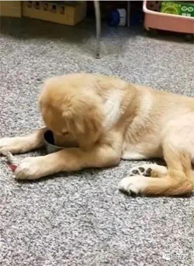 我的狗狗被撞后一直不吃东西