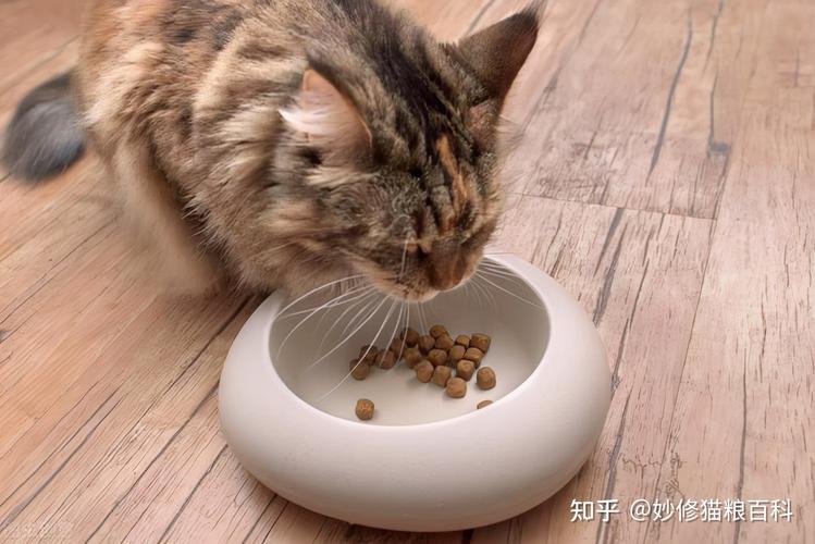 猫猫肠胃不好不吃东西怎么办
