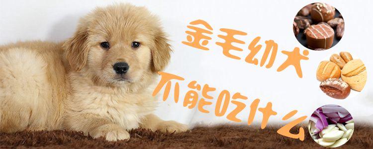 金毛狗狗得了细小不吃东西怎么办