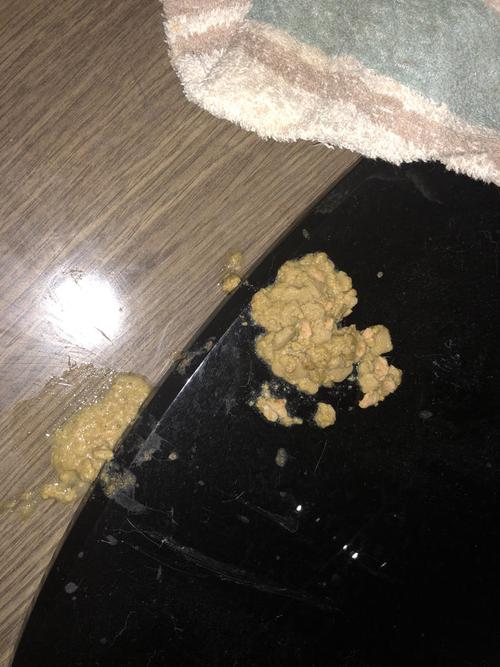 母猫不吃东西光吐黄的怎么办