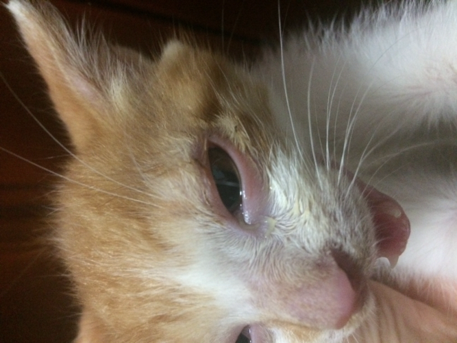 猫眼角的东西怎么清理