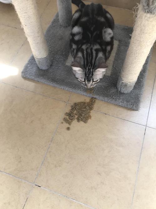 猫呕吐不吃东西怎么办