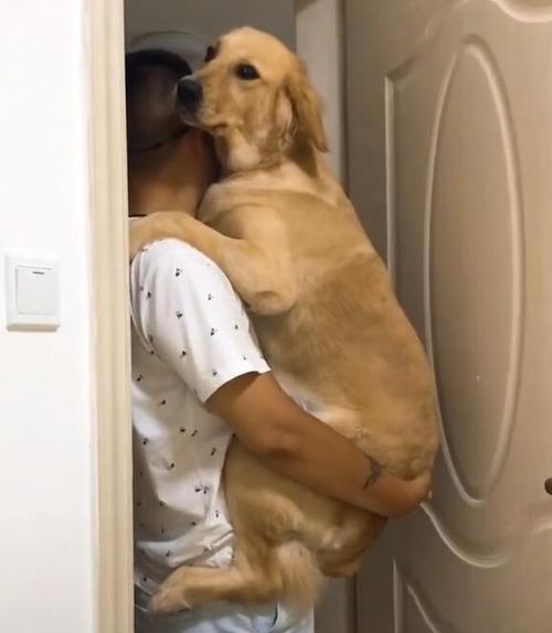狗狗老爪东西怎么办