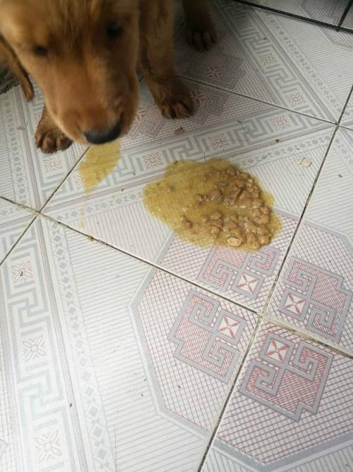 狗狗呕吐不吃东西咬人
