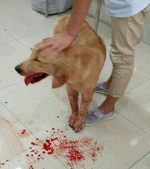 狗吃了东西又呕吐出来
