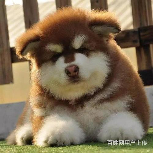阿拉斯加幼犬想咬东西怎么办