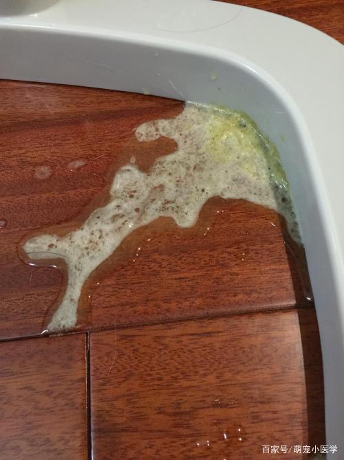猫呕吐白沫不吃东西