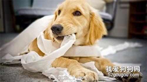 2岁狗狗咬东西是什么原因