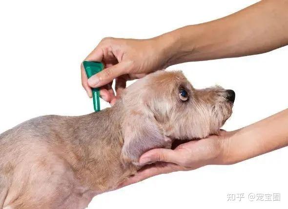 狗狗打疫苗后没精神不吃东西