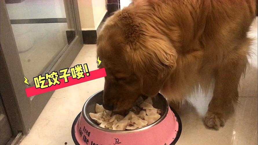 金毛犬不爱吃东西怎么办