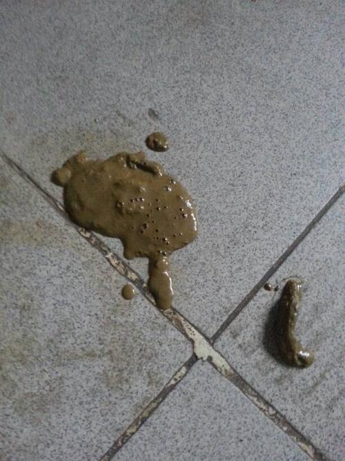 狗狗吃错了东西拉肚子吃什么药