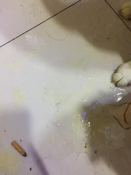狗一直吐白色的东西怎么办啊
