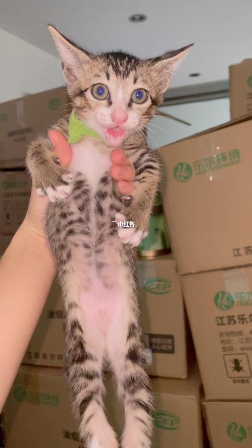 领养成年猫不吃东西怎么办