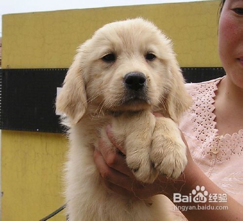 金毛幼犬爱乱吃东西