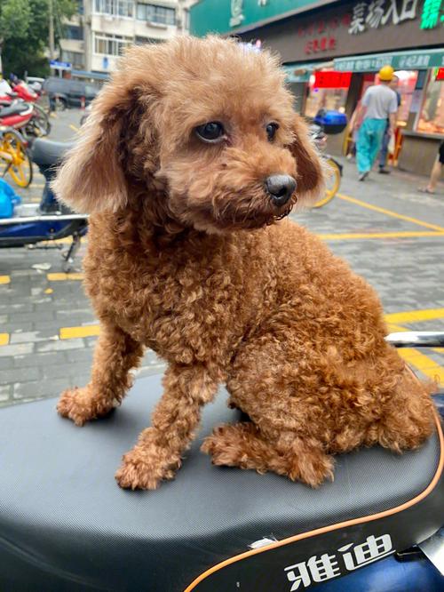 的泰迪幼犬不吃东西怎么办