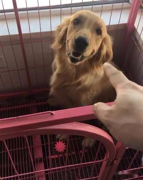 怎样禁止金毛犬不咬东西