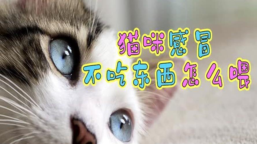 猫感冒鼻塞不吃东西