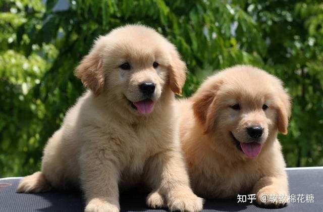 2个月的金毛回来不吃东西怎么办
