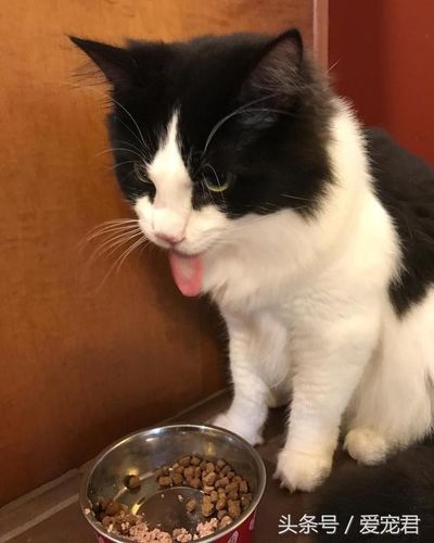 猫咪不吃东西但很精神