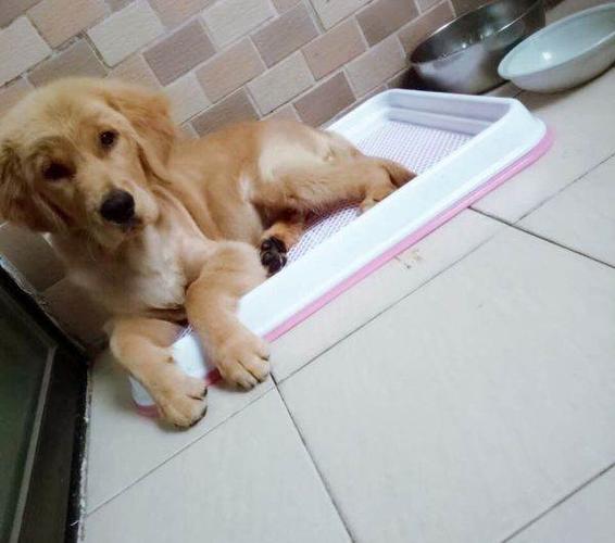 金毛幼犬老是乱咬东西怎么办