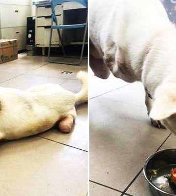 狗狗出车祸后不吃东西