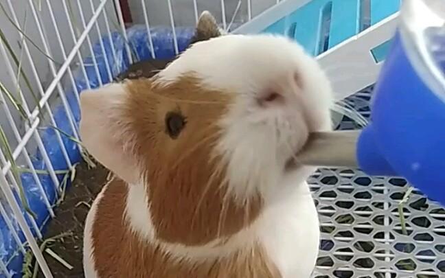 荷兰猪怎么训练喝水