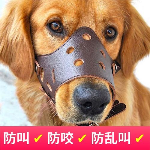 狗戴嘴套训练