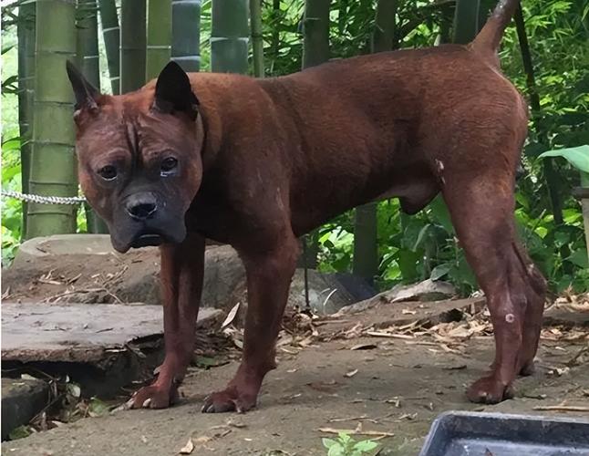 怎样训练川东猎犬搜寻