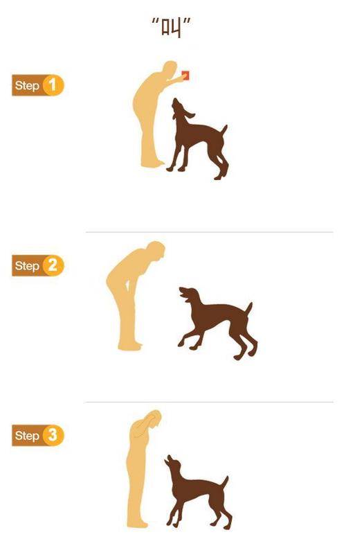 训练狗狗的手势方法