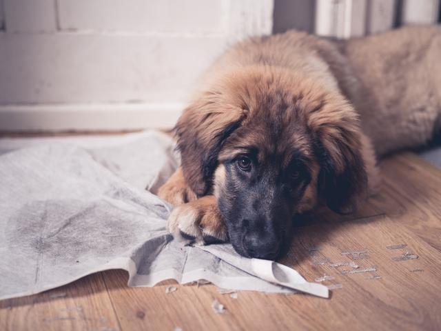 小狗怎么训练栓起来