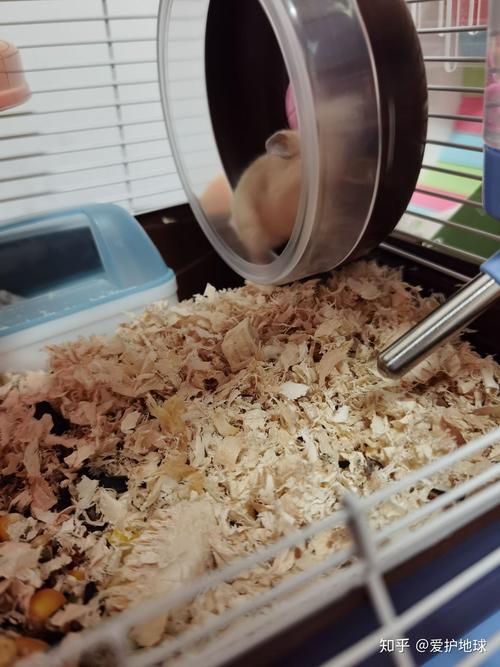 一线仓鼠训练方法