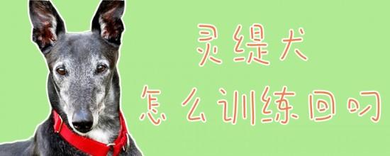 训练6个月灵缇狗方法