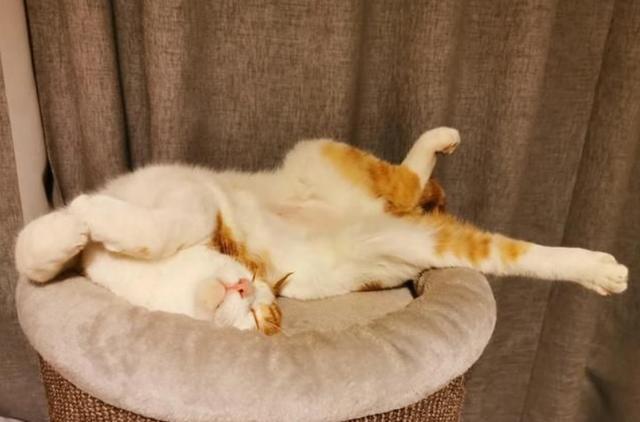 怎么训练猫进窝睡觉
