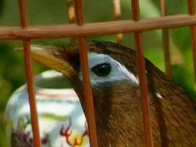小画眉鸟的训练方法视频