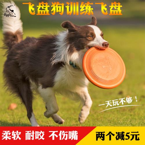 飞盘狗训练认盘问题