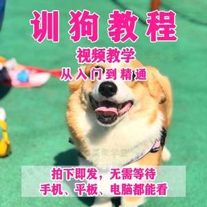 宠物训练师视频教程全集