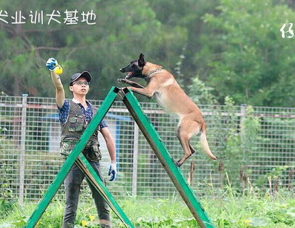工作犬基本科目训练