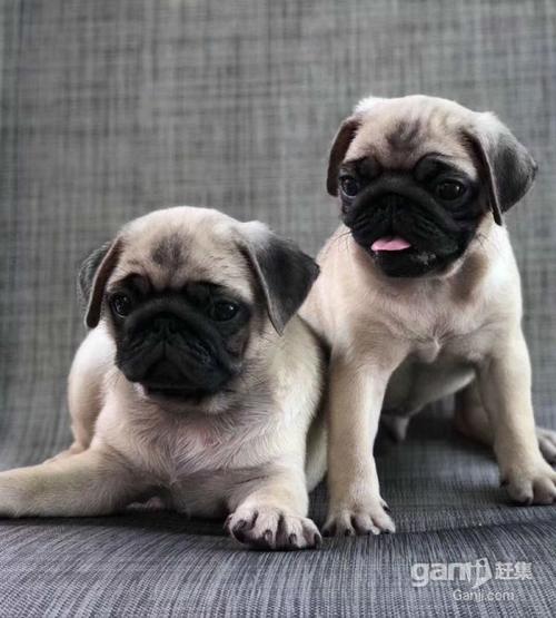 6个月巴哥犬要怎么训练