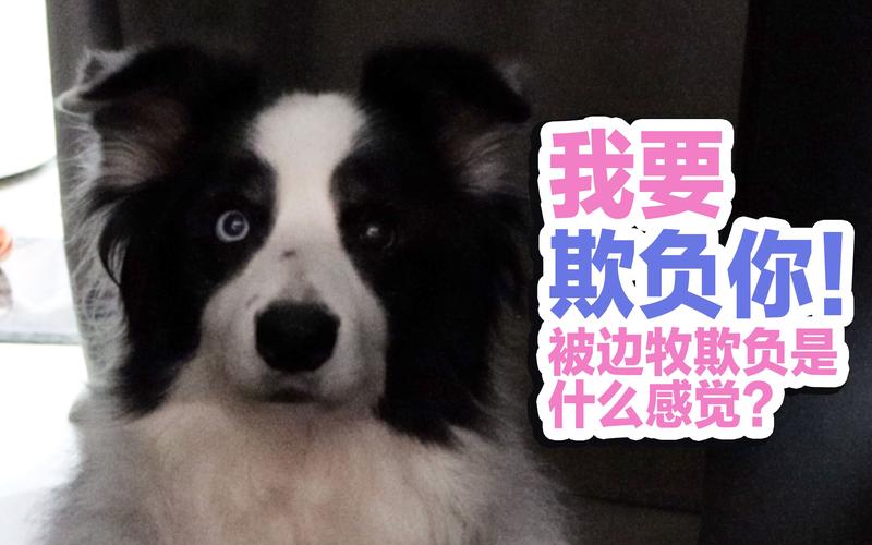 边牧幼犬训练不听话